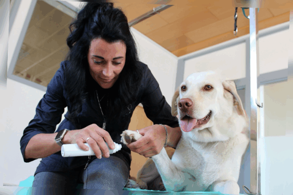 Bild 1 von FellLiebe - Melli´s Hundesalon