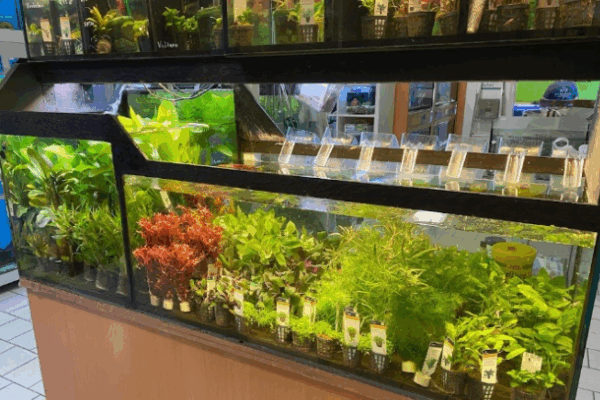 Bild 4 von Aquaristikshop Sondershausen